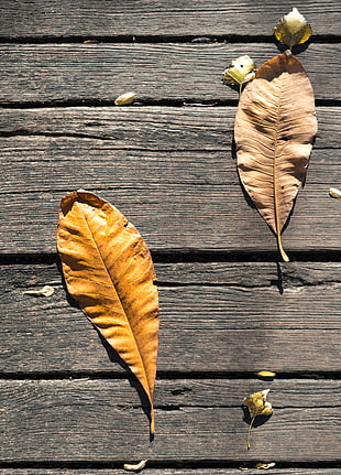 two brown leaves