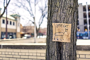 lost cat poster, trees, urban, humor, sign HD wallpaper