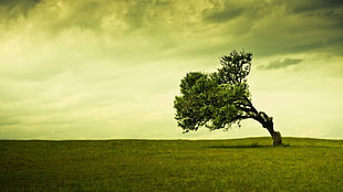 green tree, landscape HD wallpaper