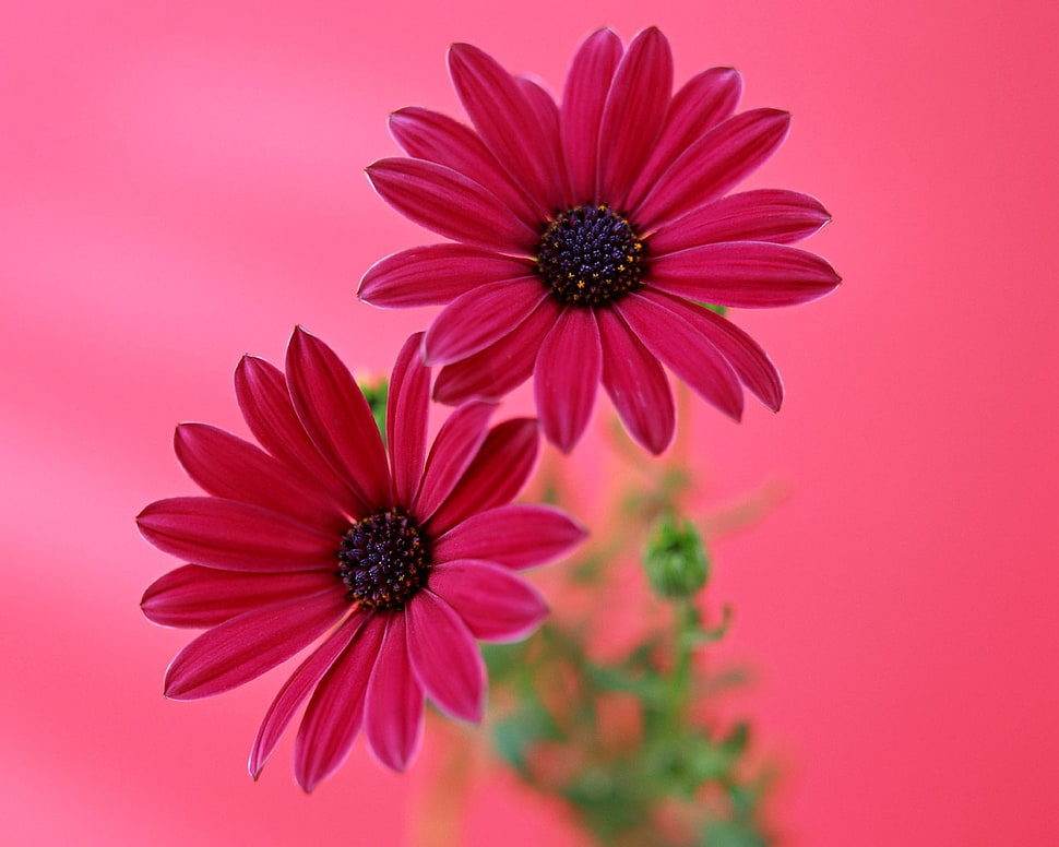 red petaled flowers HD wallpaper