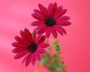 red petaled flowers HD wallpaper