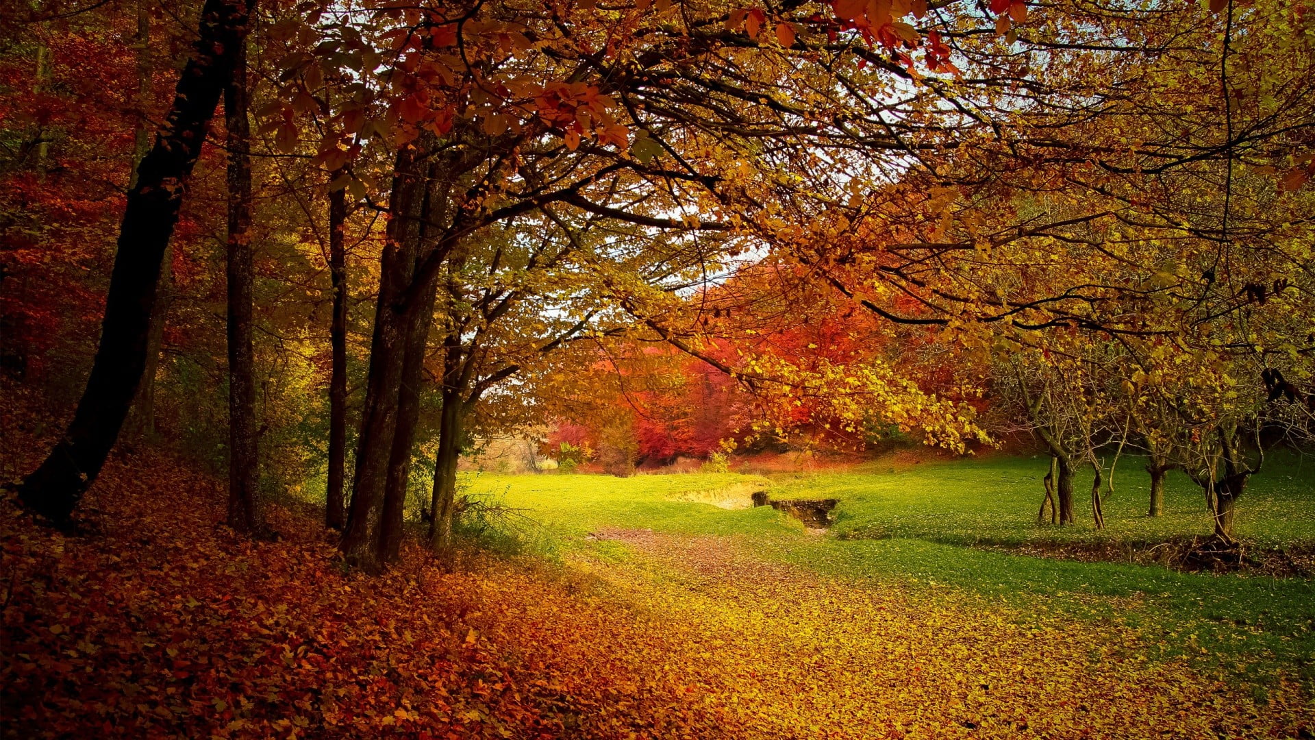 green grass field, forest, leaves