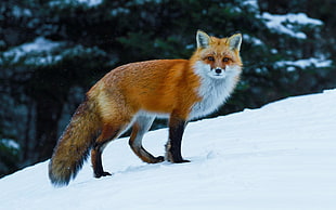 white and brown fox, animals, nature, fox, wildlife HD wallpaper