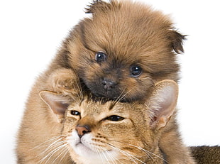 closeup photo of Pomeranian and cat photos HD wallpaper