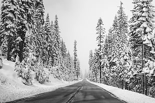 photography of winter season HD wallpaper