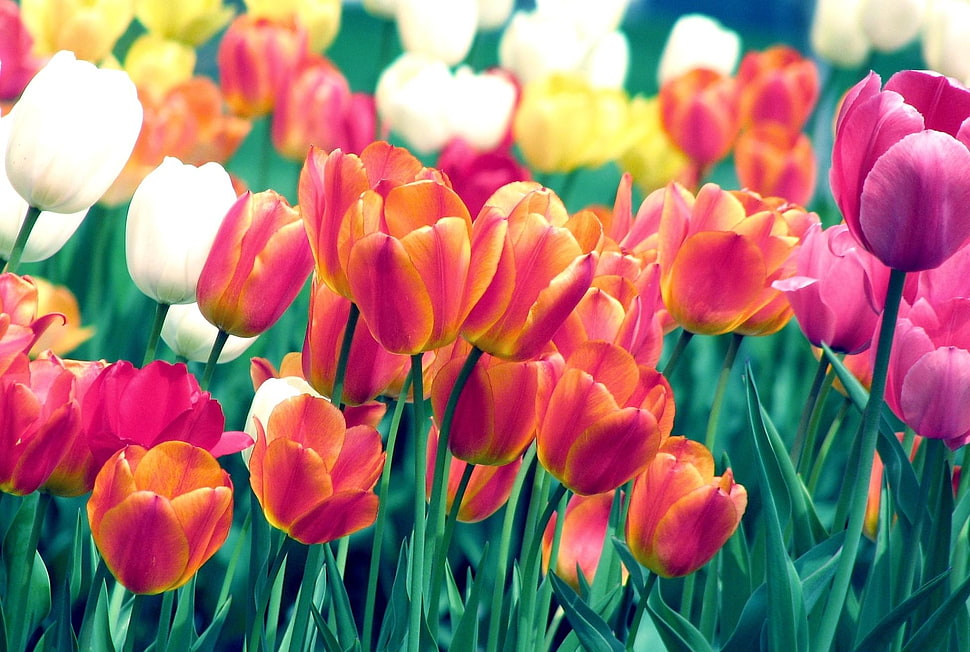 pink, white, and orange tulips field HD wallpaper
