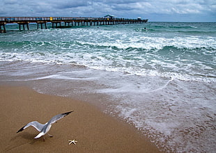 gray and white bird on beach during daytime