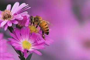 selective focus photography honeybee on pink petaled flowers