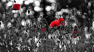 red and white flower painting, poppies, flowers, selective coloring, bokeh