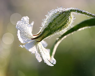 macro photography of white petaled flower with dew