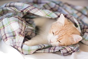 orange kitten lying on gray, green, and red plaid textile