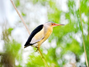short-beak white and black bird perch on twig at daytime