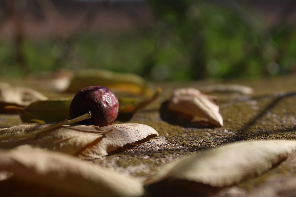brown dried leaves, trees, summer, leaves, fruit HD wallpaper