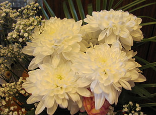 white chrysanthemums closeup photography HD wallpaper