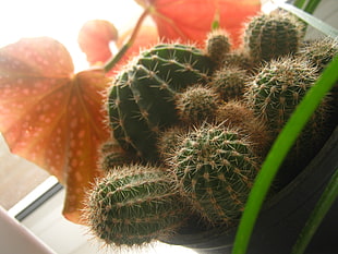 closeup photography of cacti HD wallpaper