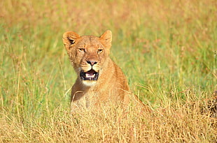 female lion on green grass field HD wallpaper