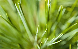 green plants photo HD wallpaper