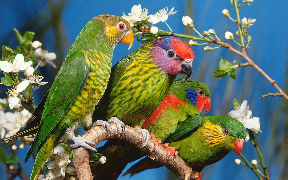macro shot of four green parrots on tree branch HD wallpaper