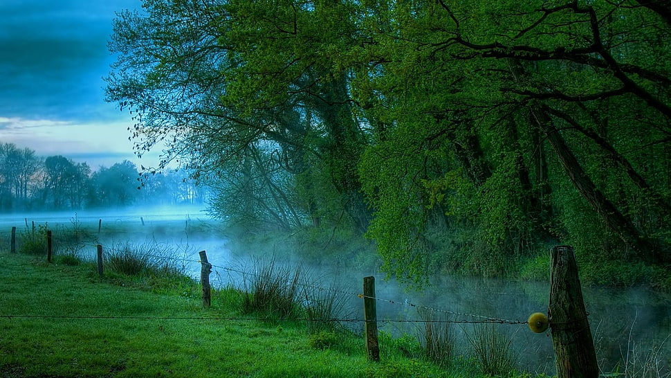 green leaf tree painting HD wallpaper