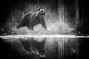 greysacle bear, animals, nature, bears, monochrome