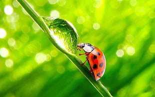 micro photo of ladybird and morning dew