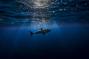 shark photo taken underwater HD wallpaper