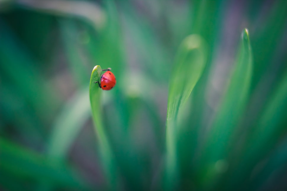 lady bug HD wallpaper