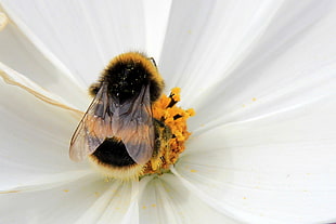 Macro photography of Honey Bee perched on white flower