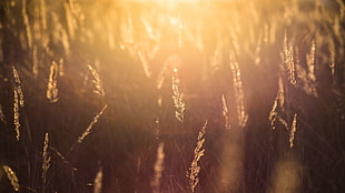 wheat field, natural light, nature, Sun, sunlight HD wallpaper