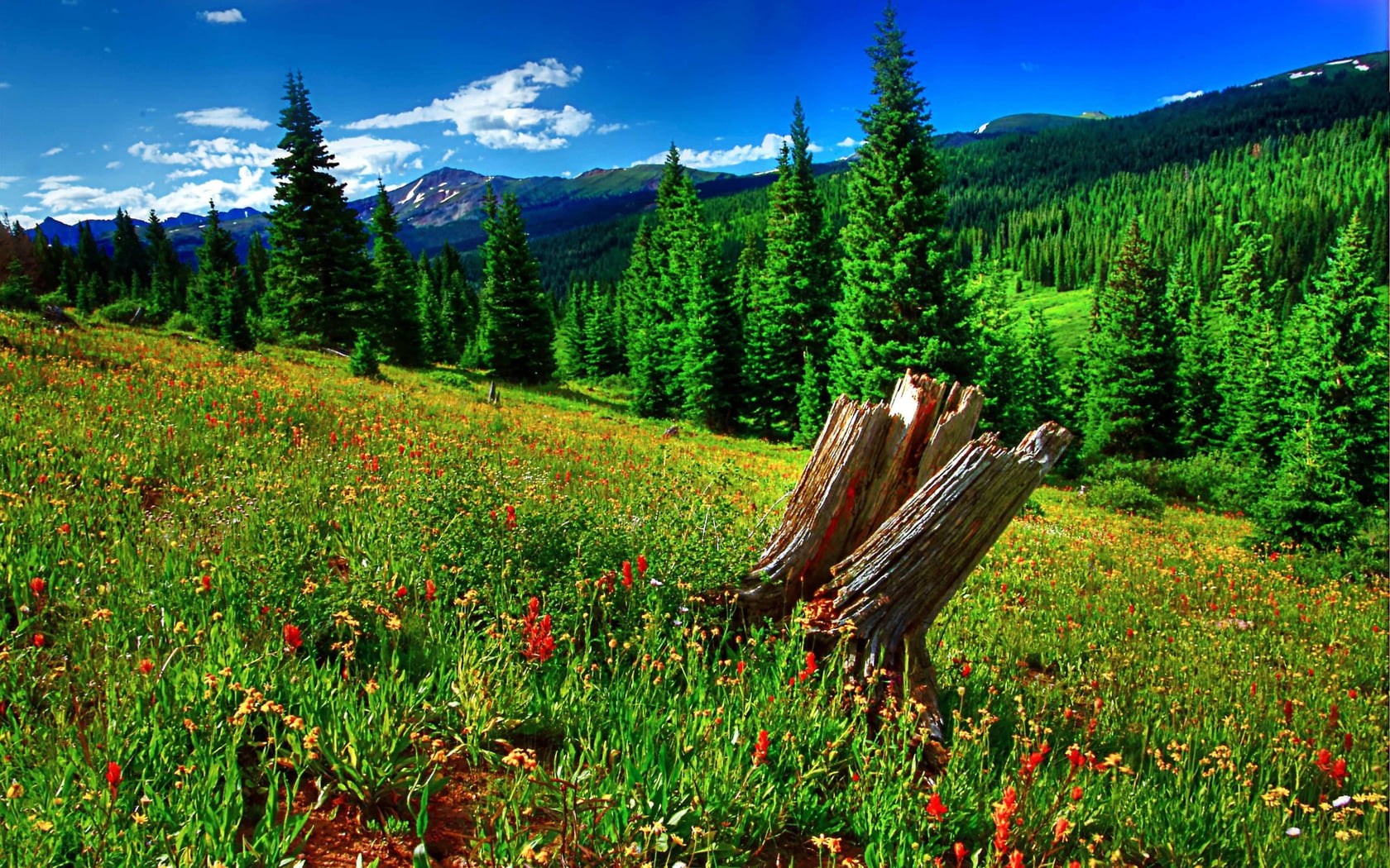 red flowers on field surrounded by mountains during day time