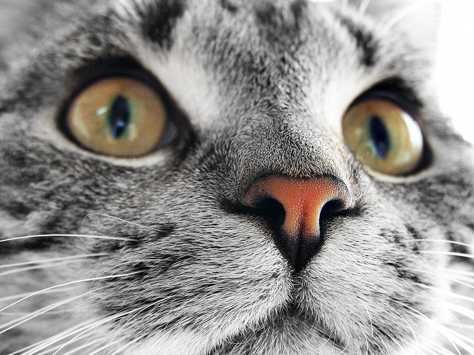 silver tabby cat, cat HD wallpaper