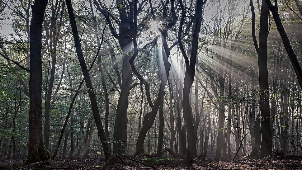 black trees, nature, trees, forest, branch HD wallpaper