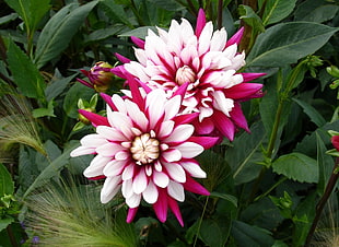 purple-and-white petaled flower