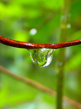drop of water, drip, close, green