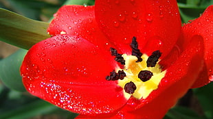 red petaled flower with dewdrop