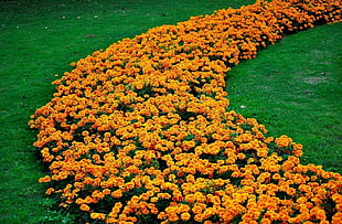 bed of orange petaled flowers HD wallpaper