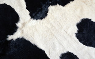 Spotted,  Fur,  Texture,  Wool