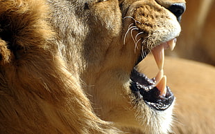 Lion showing fang in shallow focus lens