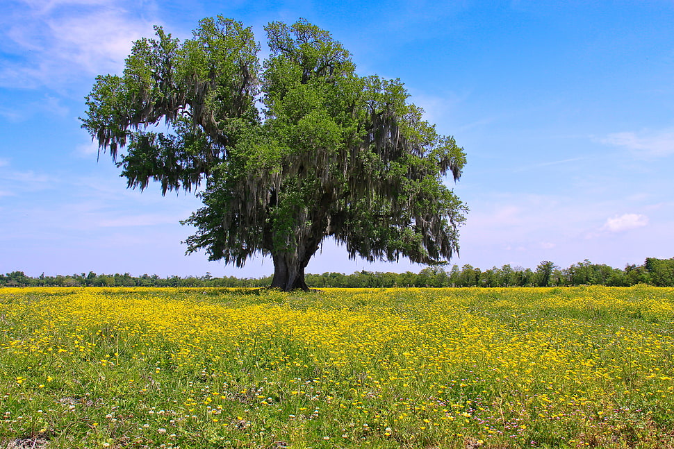 green tree surrounded by grass under cloudy sky during daytime, lone oak HD wallpaper
