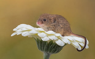 brown mouse on white flower HD wallpaper