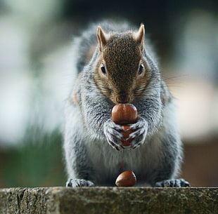 grey squirrel with brown nuts