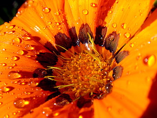 orange Calendula with drewdrops macro photography HD wallpaper