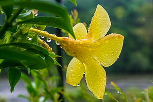 selective focus of yellow petaled flower with water drop, allamanda