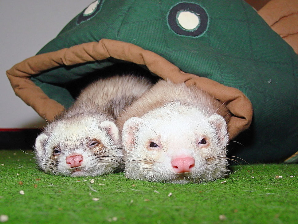 two grey-and-white ferrets HD wallpaper