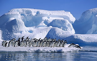 waddle of penguins on iceberg
