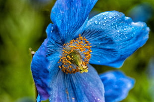 closeup photography of blue poppy flower with water droplets