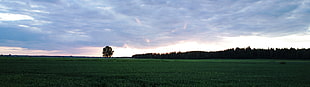 panoramic photo of green lawn during sunrise