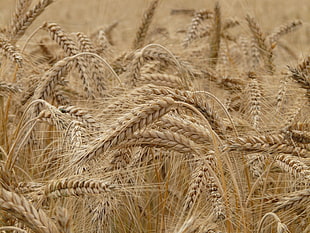 photo of wheat during daytime
