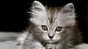 gray Tabby Kitten in closeup photography