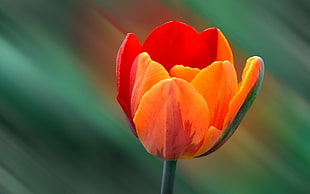orange and red tulip flower, macro, flowers, orange flowers, tulips